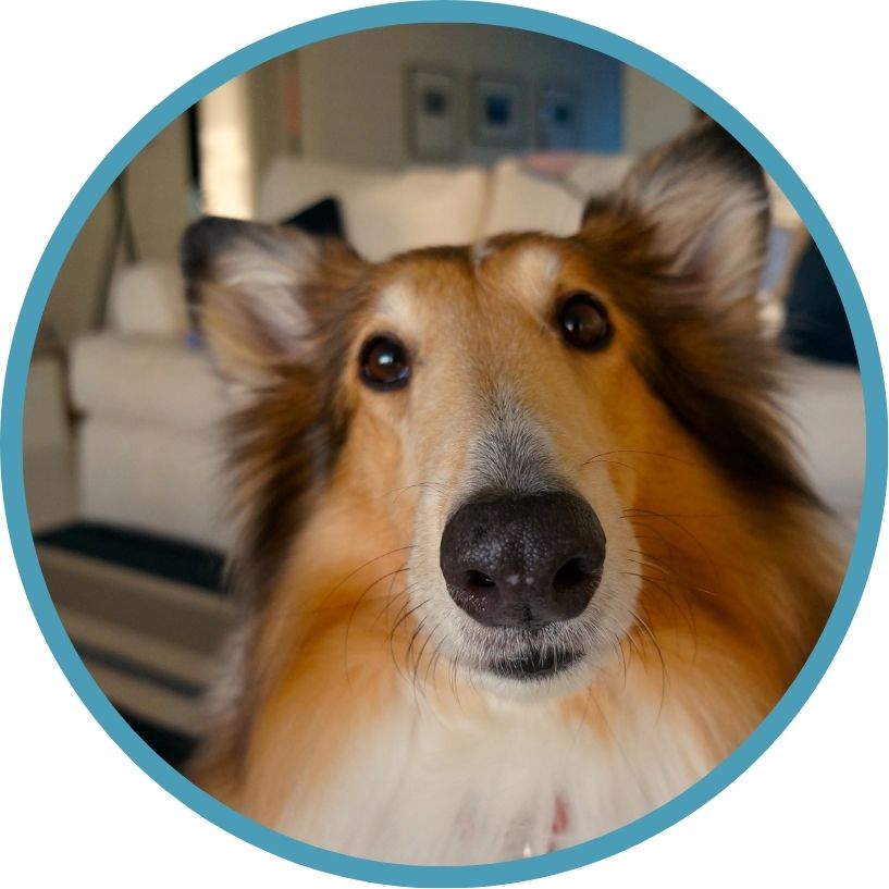 Daily Pet Visits