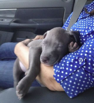 Puppy Care